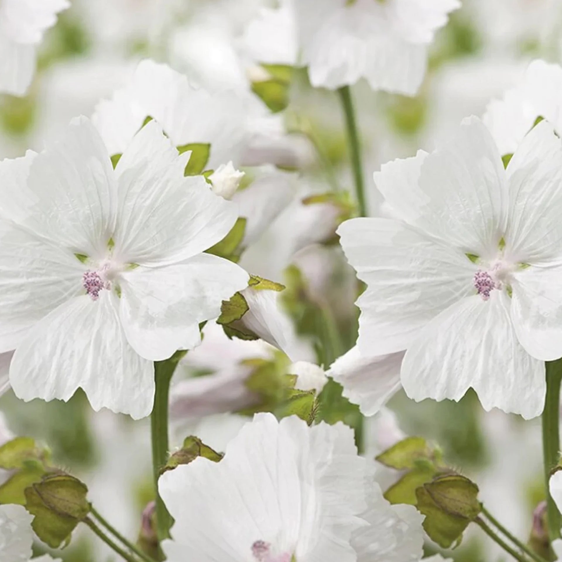 White Musk