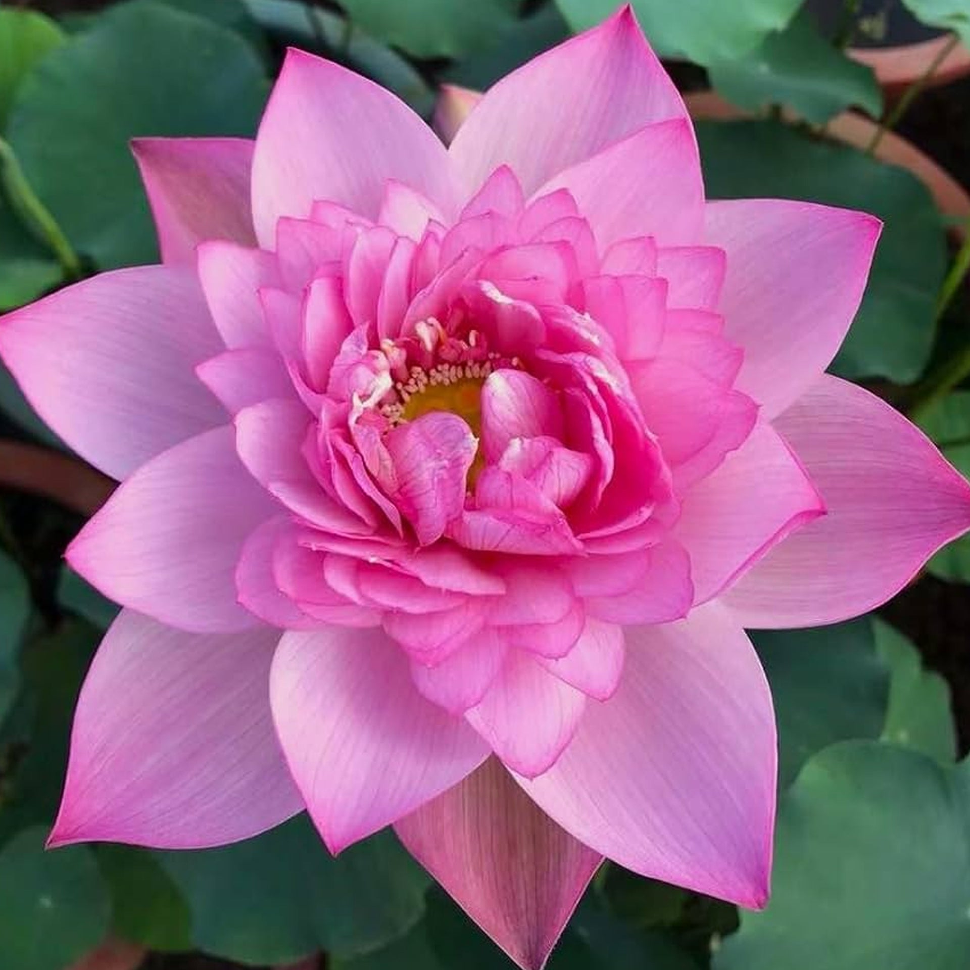 Lotus