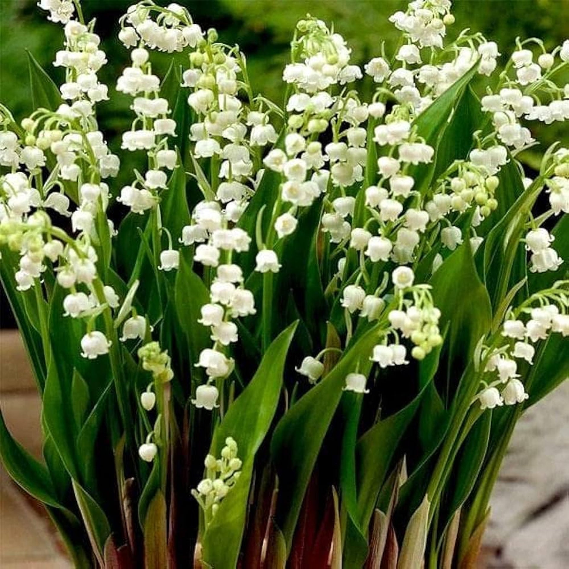 Lily of the Valley