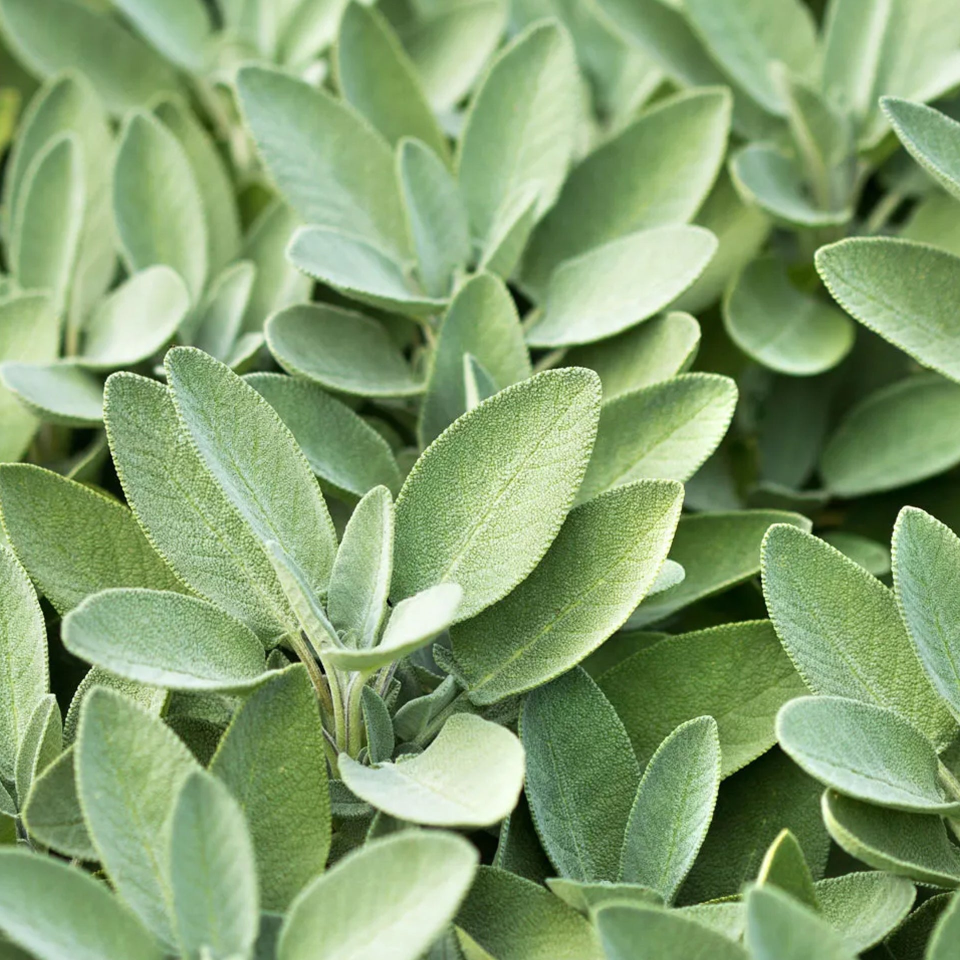 Sage