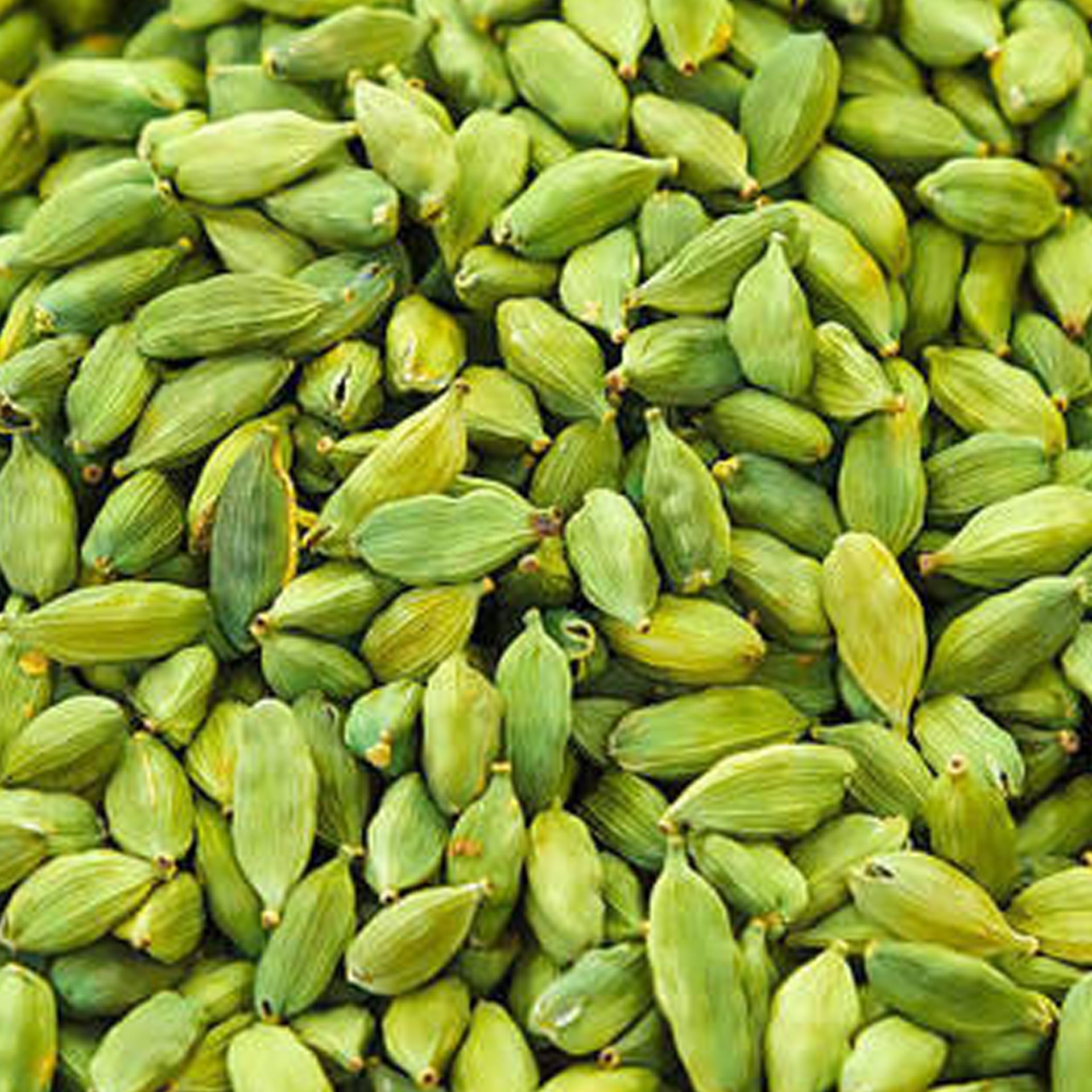 Cardamom