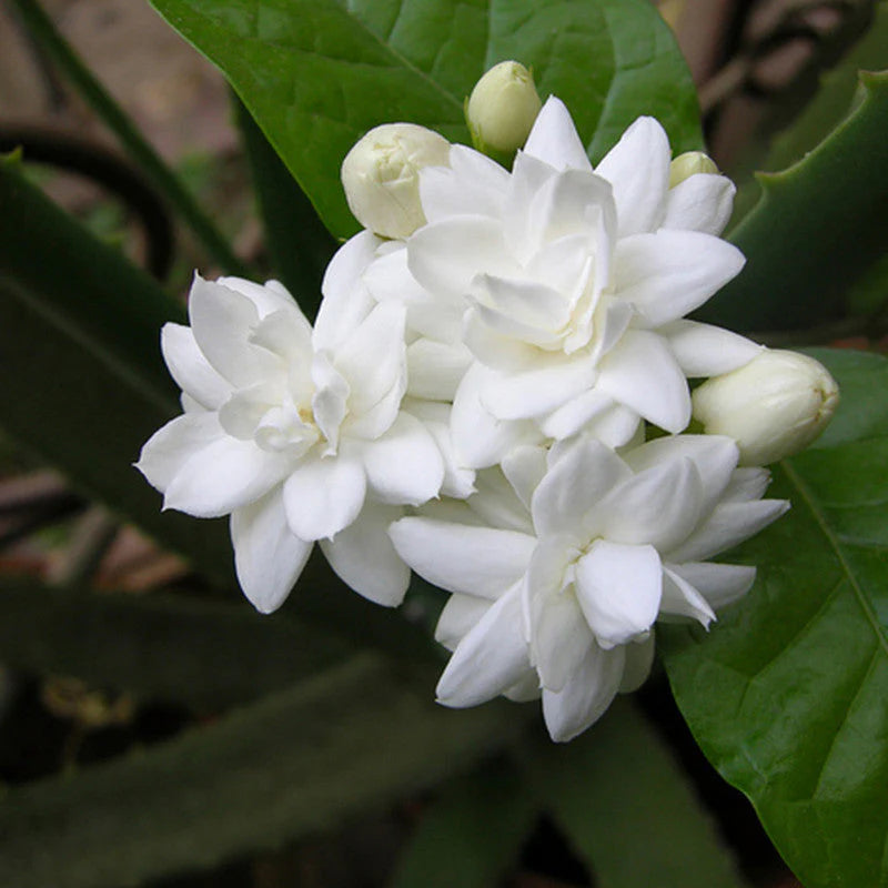  Jasmine