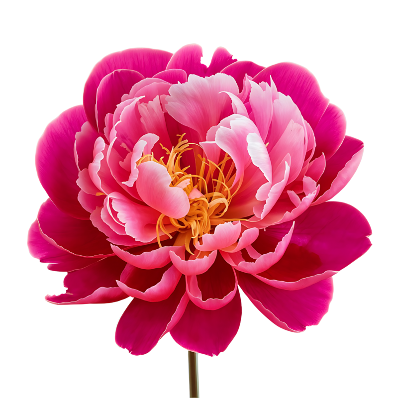 Peony