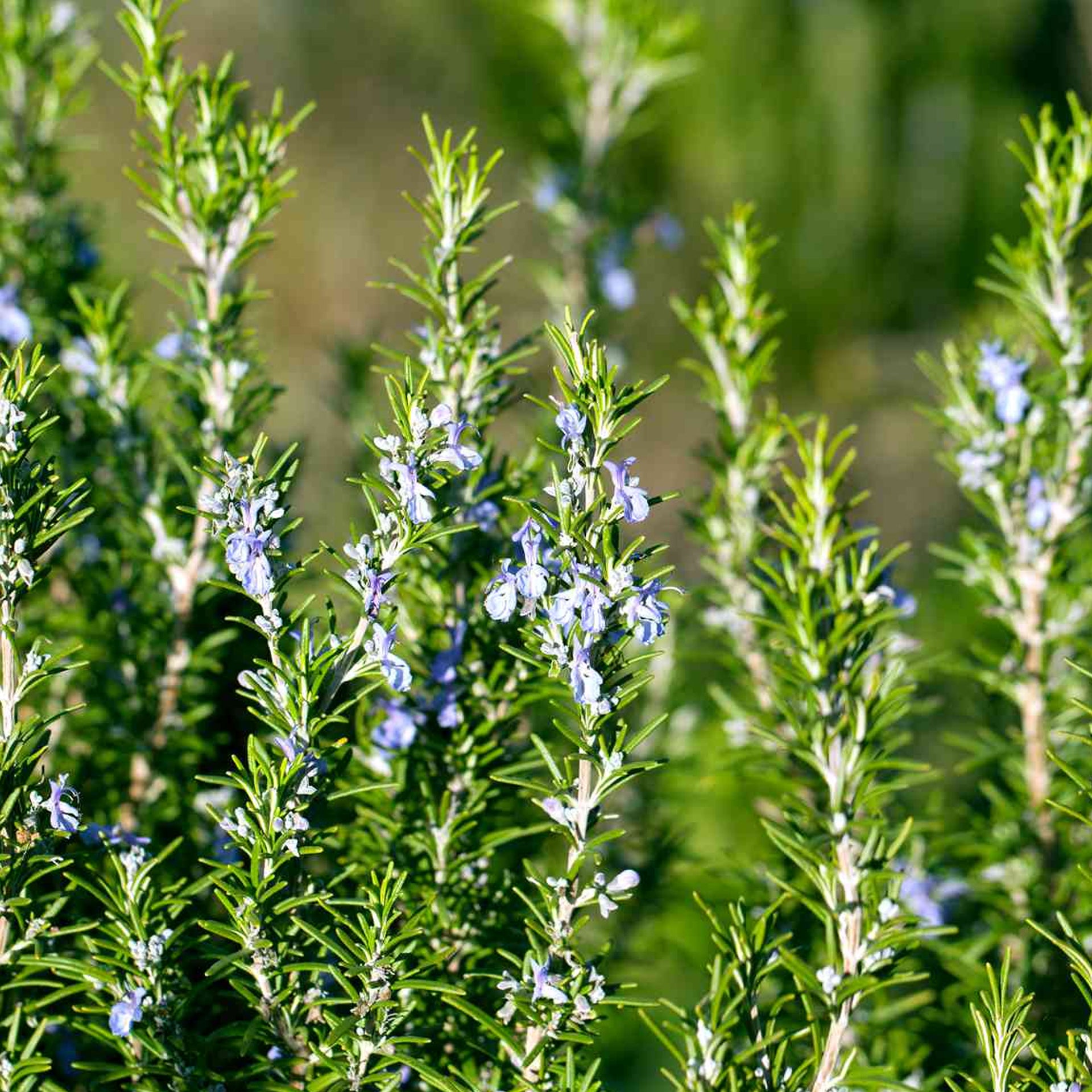 Rosemary
