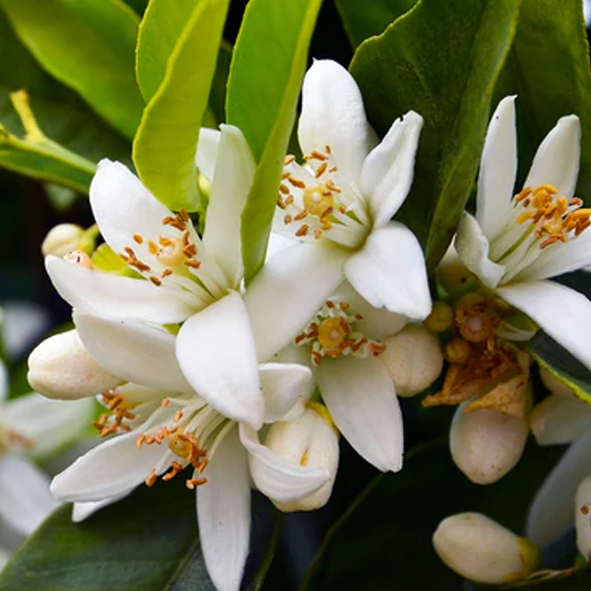 Neroli