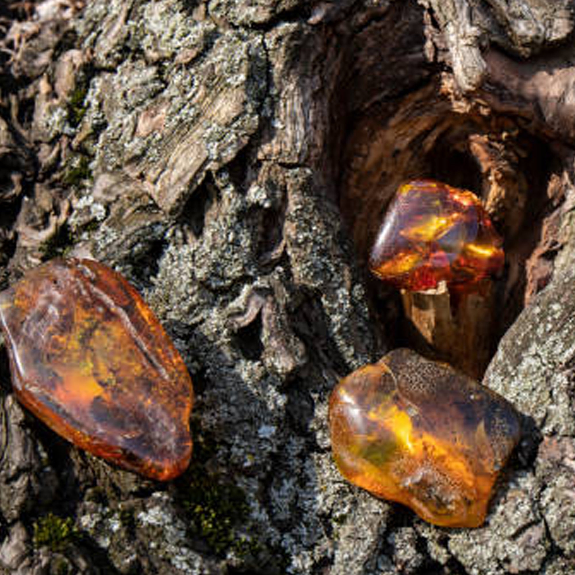 Amberwood