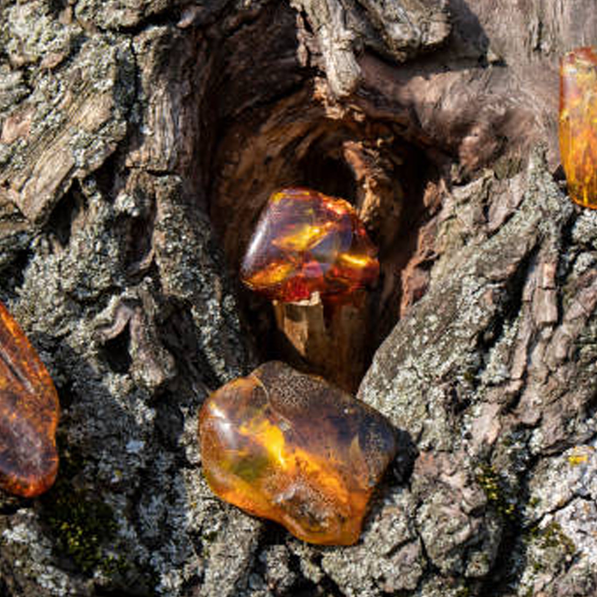Amberwood