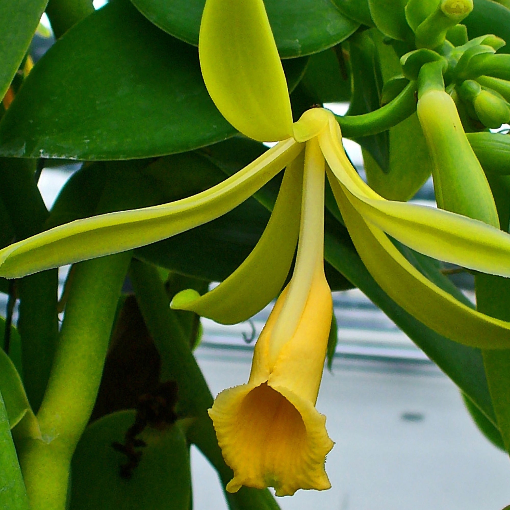 Vanilla 