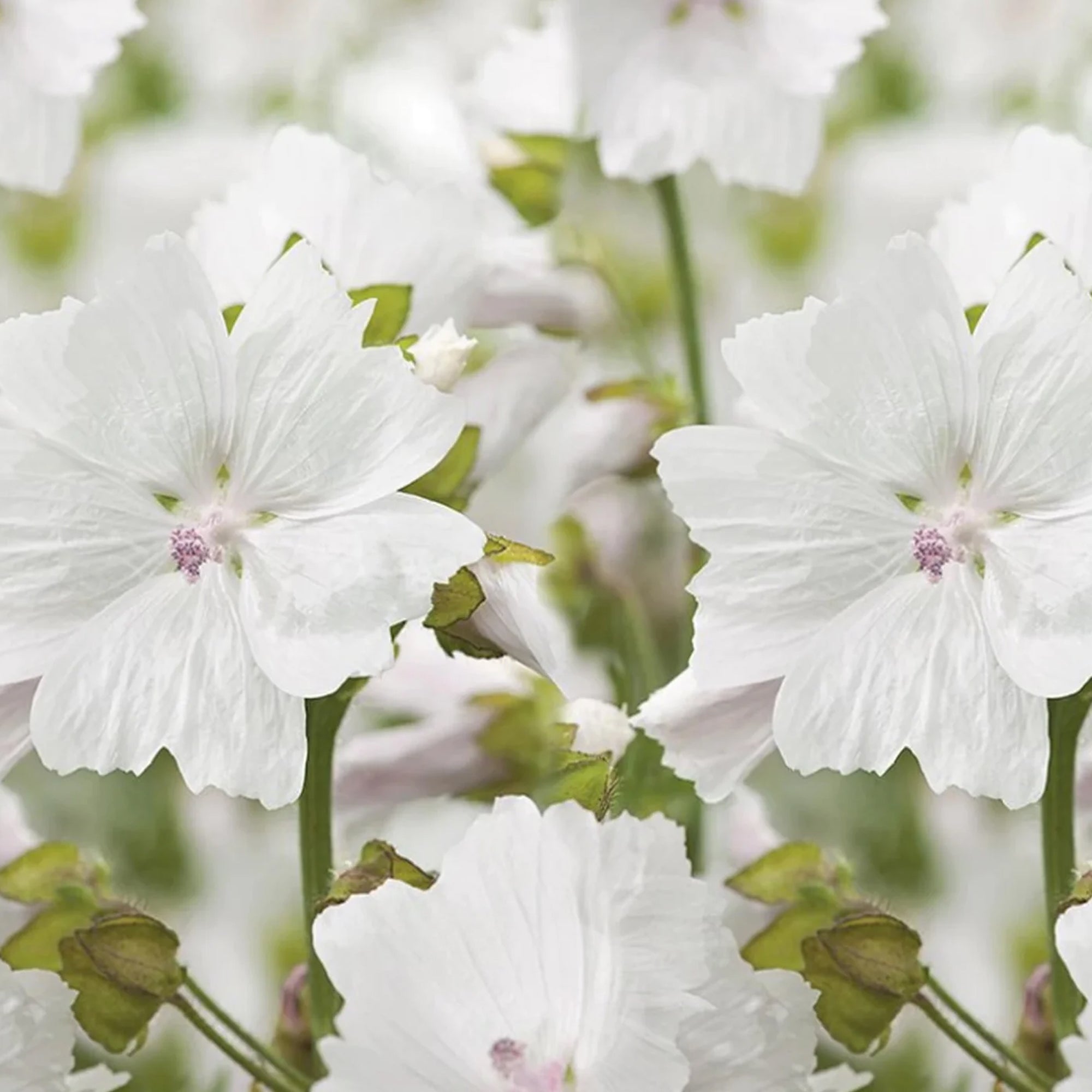 White Musk