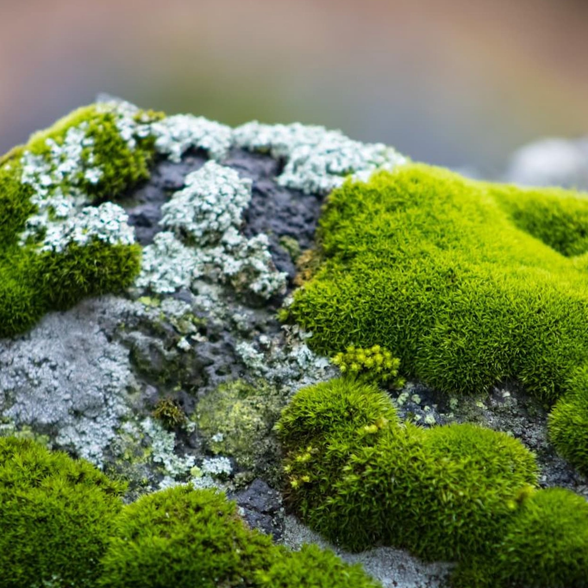 Moss