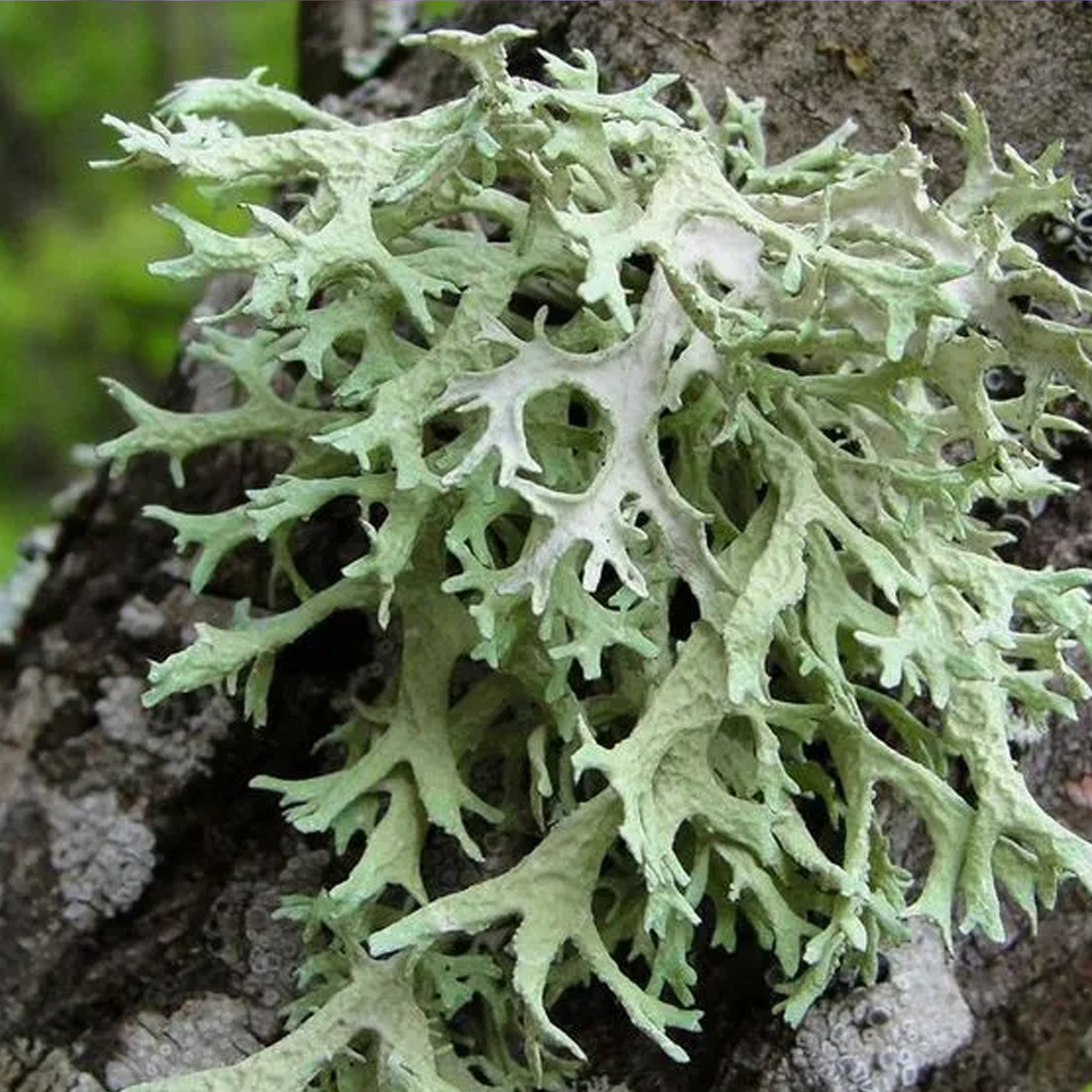 Oakmoss