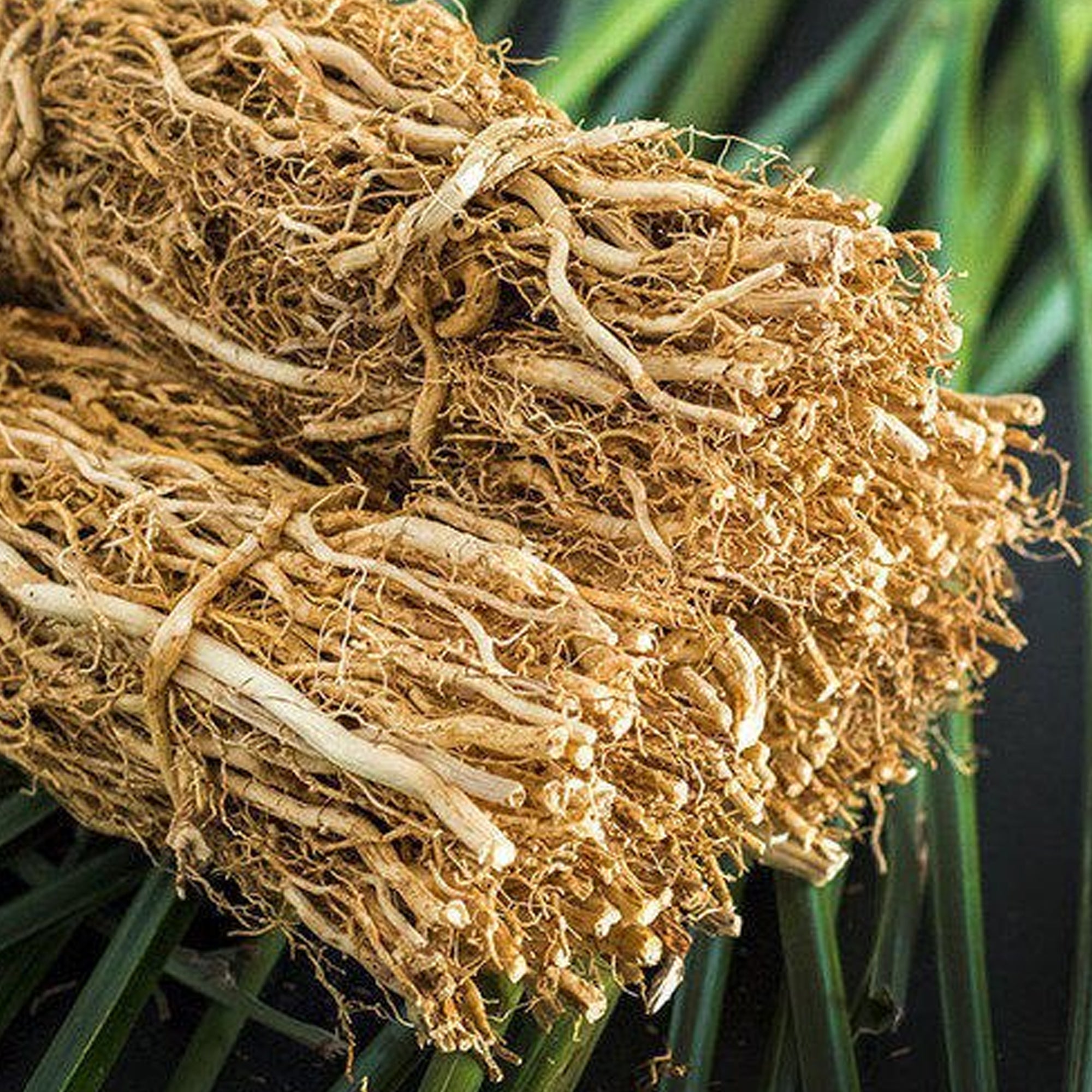 Haitian Vetiver