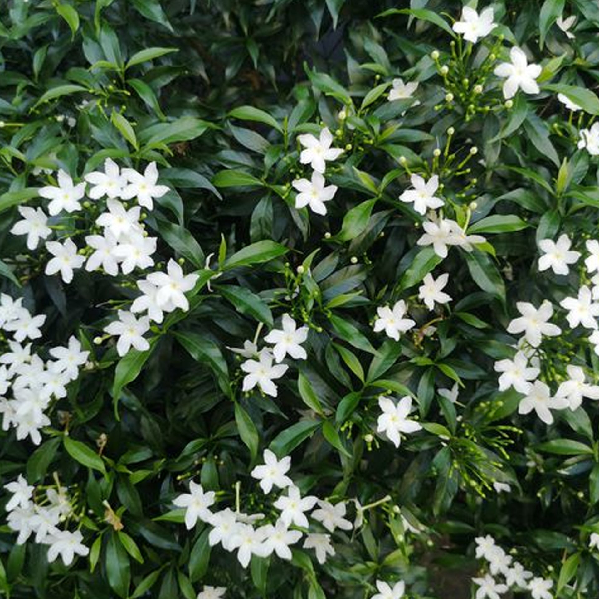Jasmine