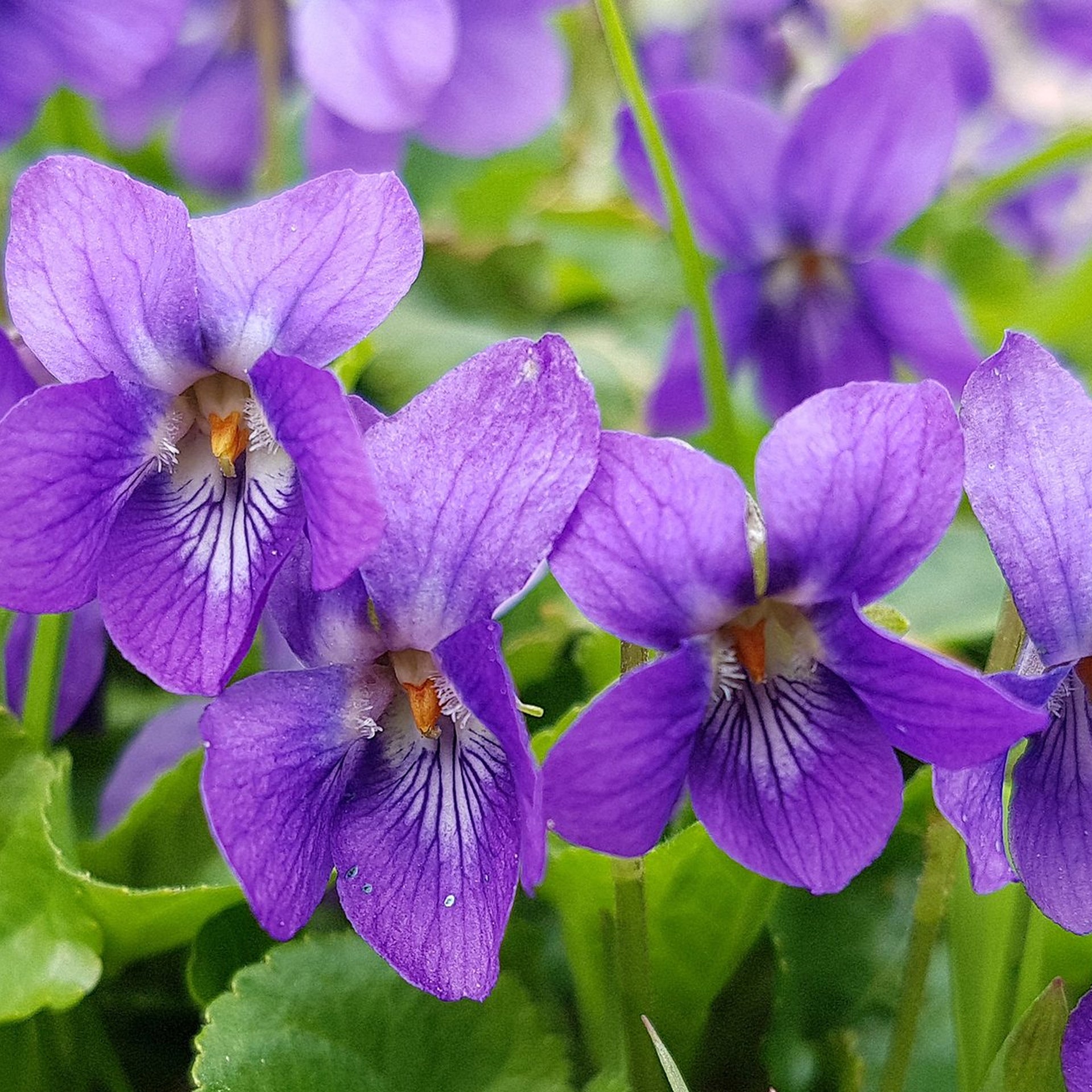 Violet