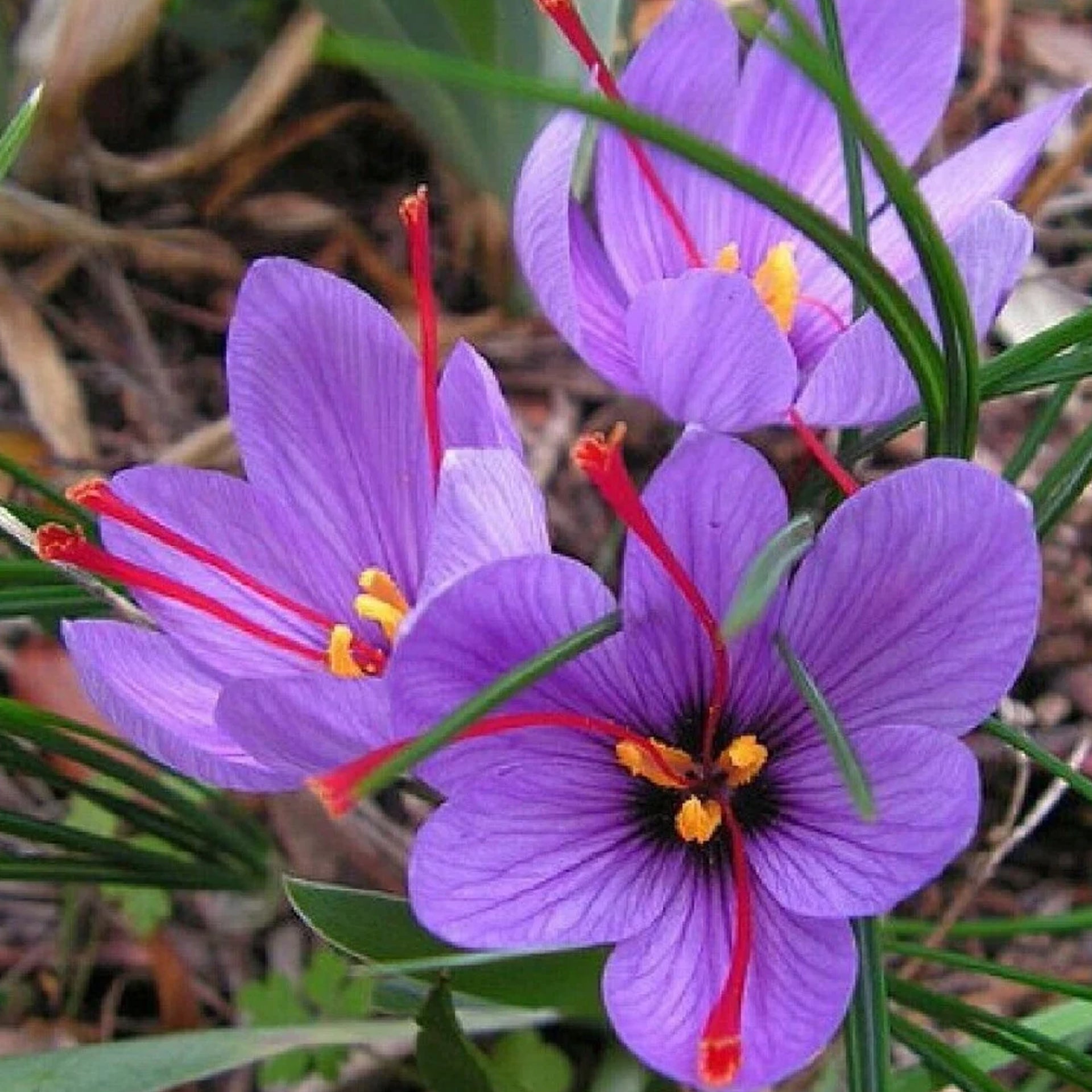 Saffron