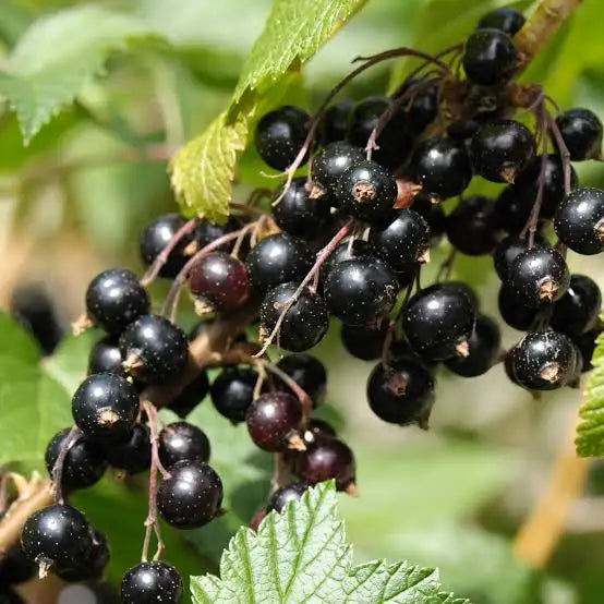 Black Currant