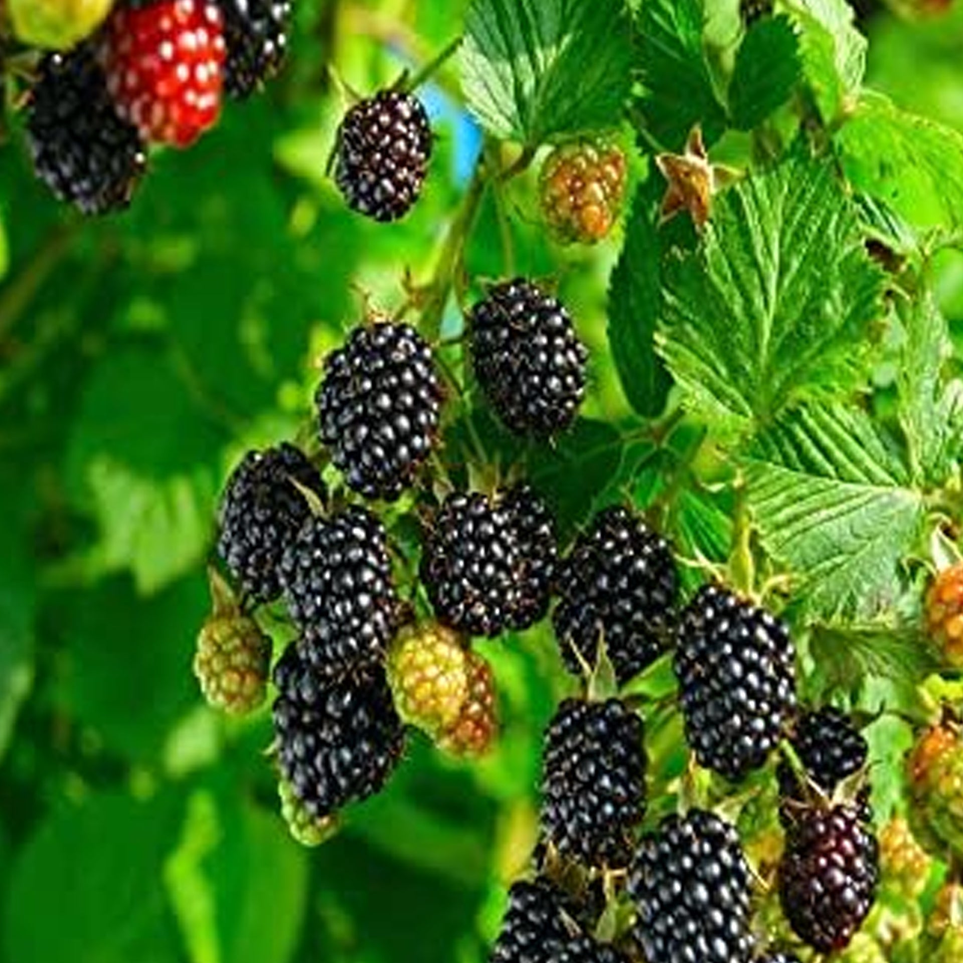 Raspberry