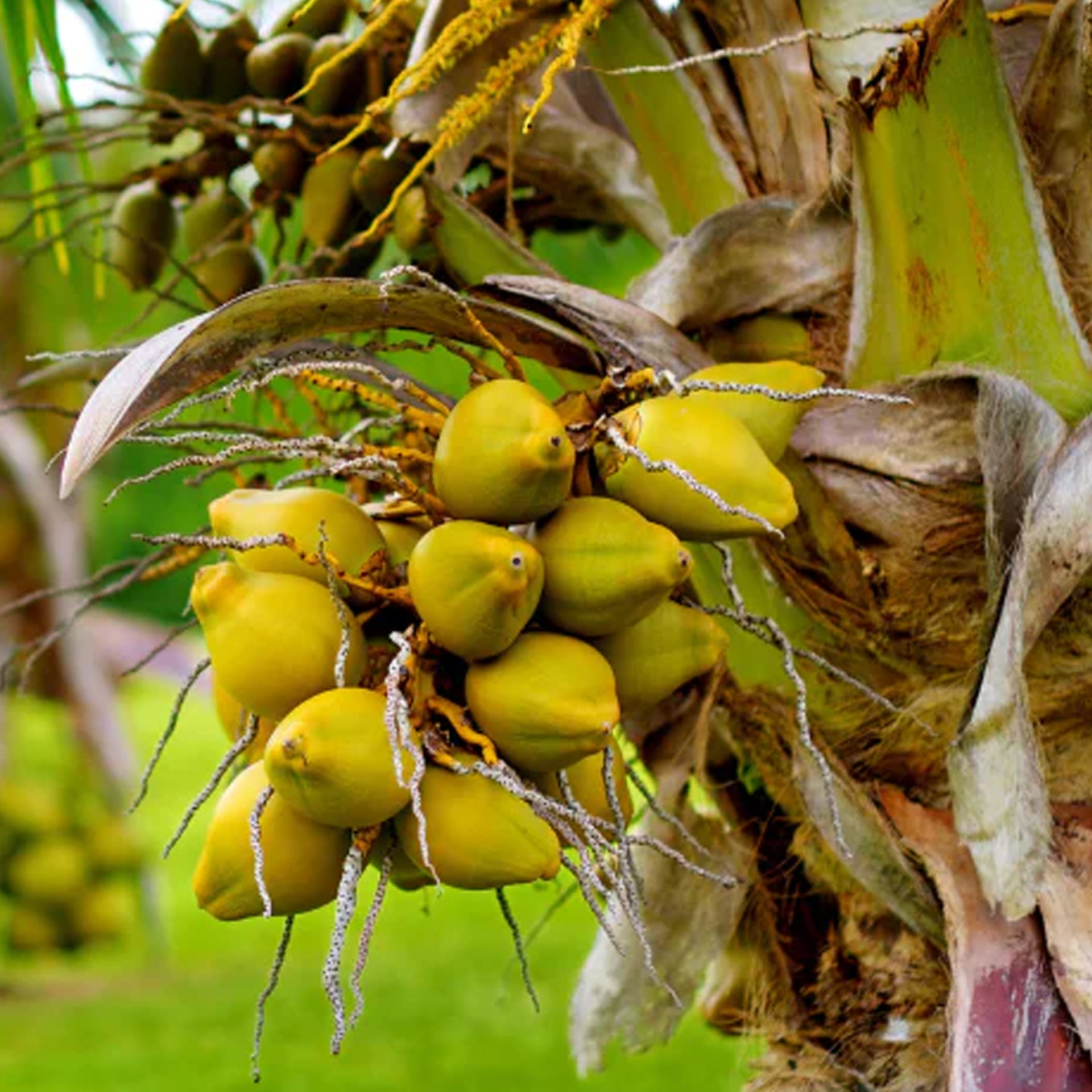 Coconut Nectar