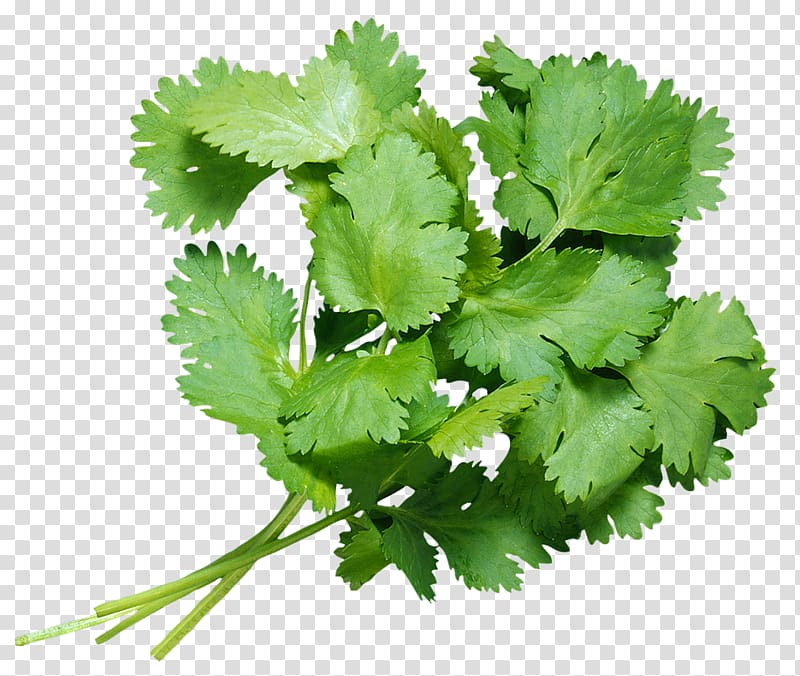 Coriander