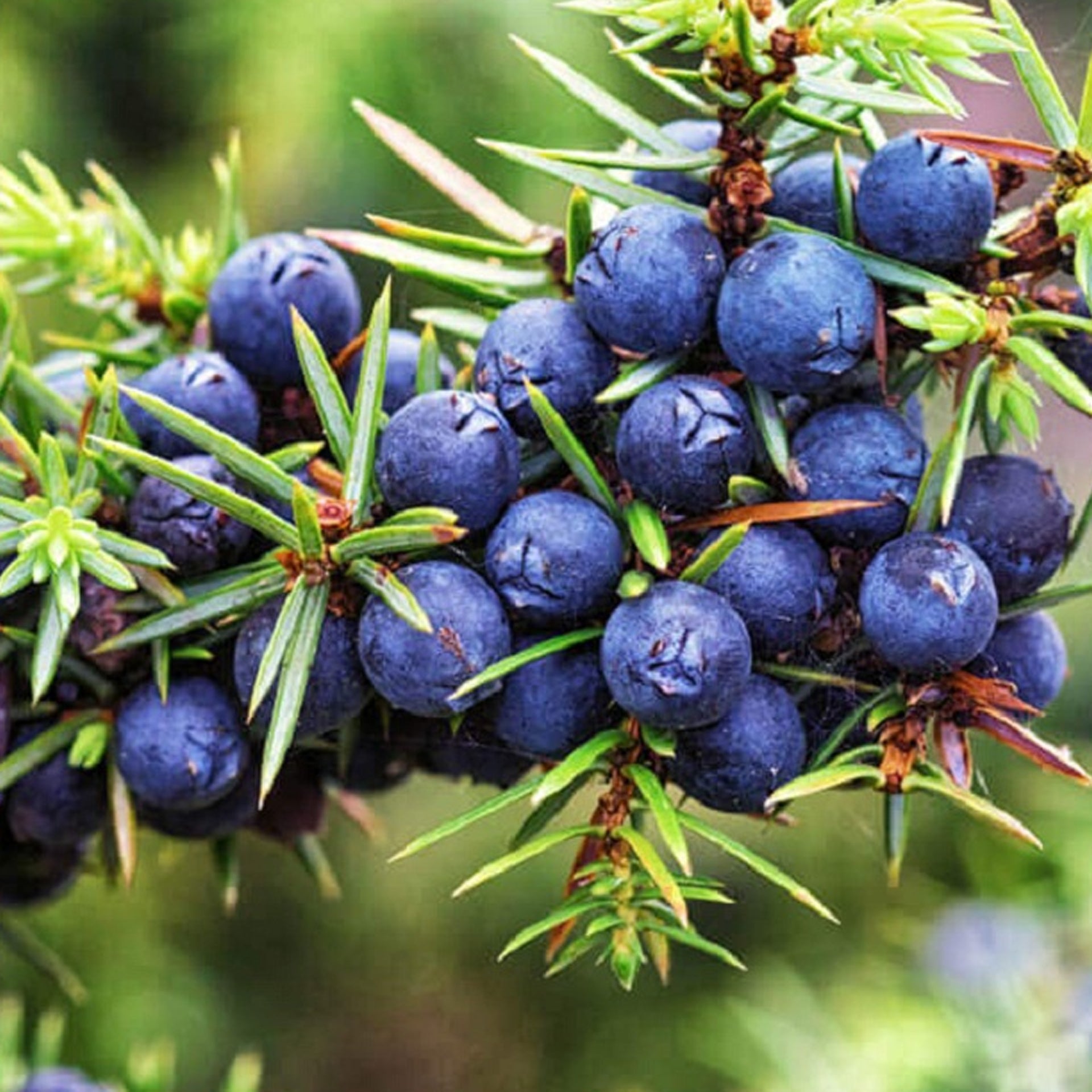 Juniper Berries