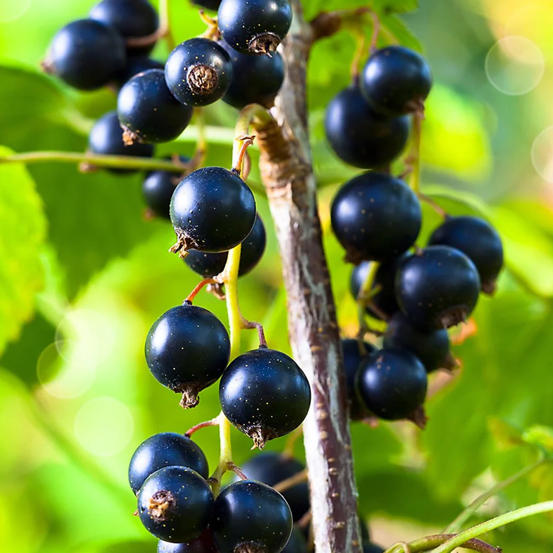 Blackcurrant