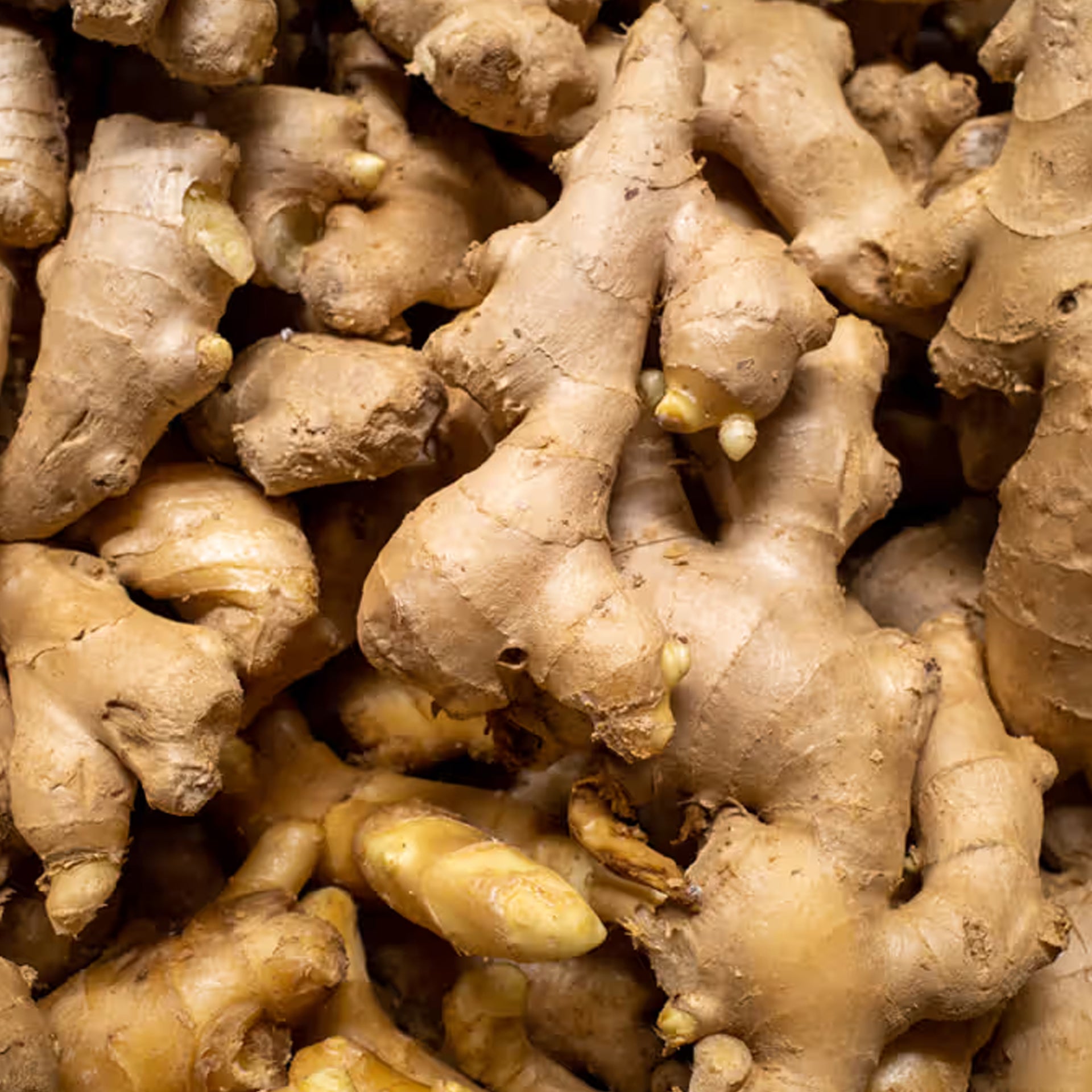  Ginger