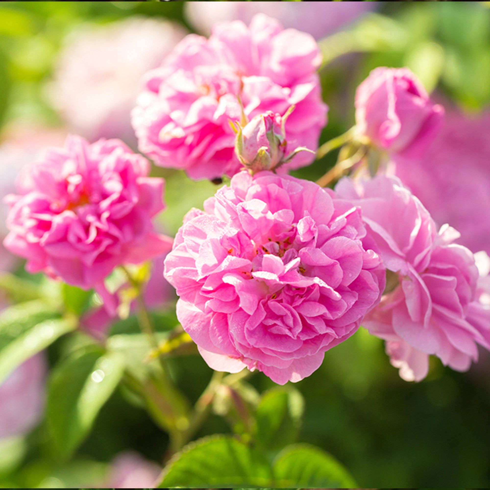 Bulgarian Rose