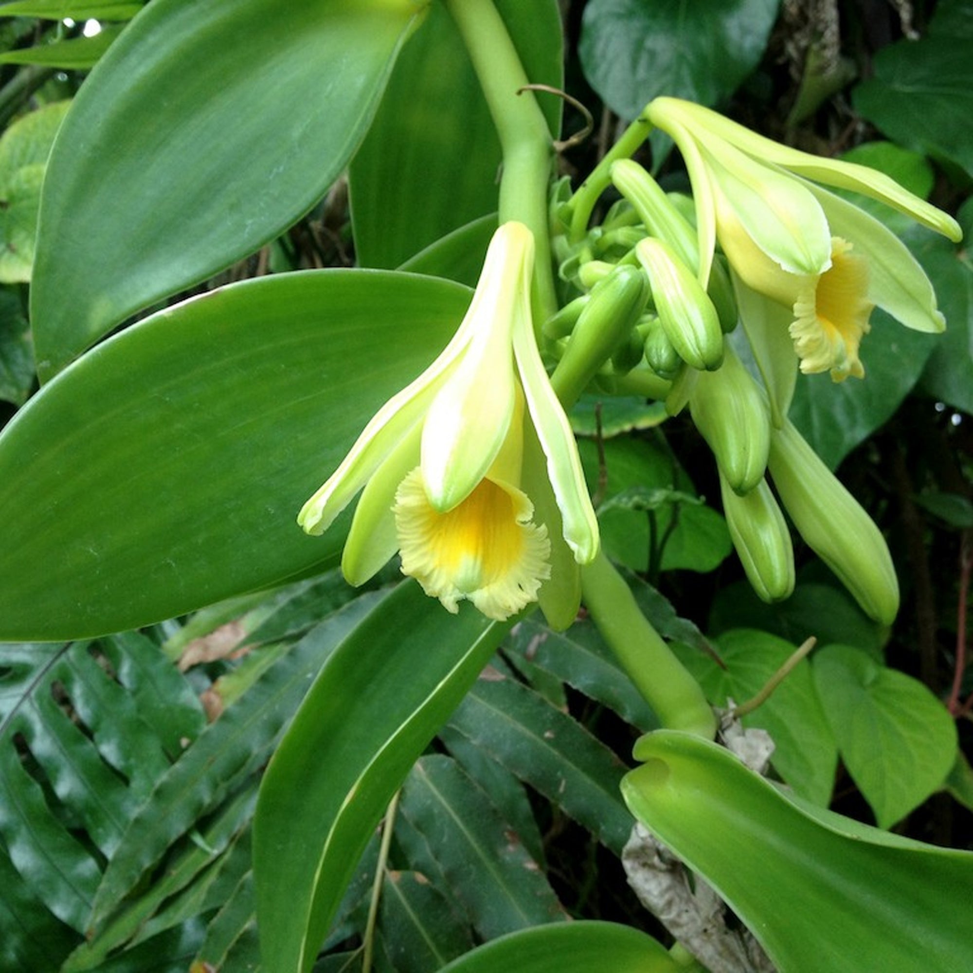 Vanilla