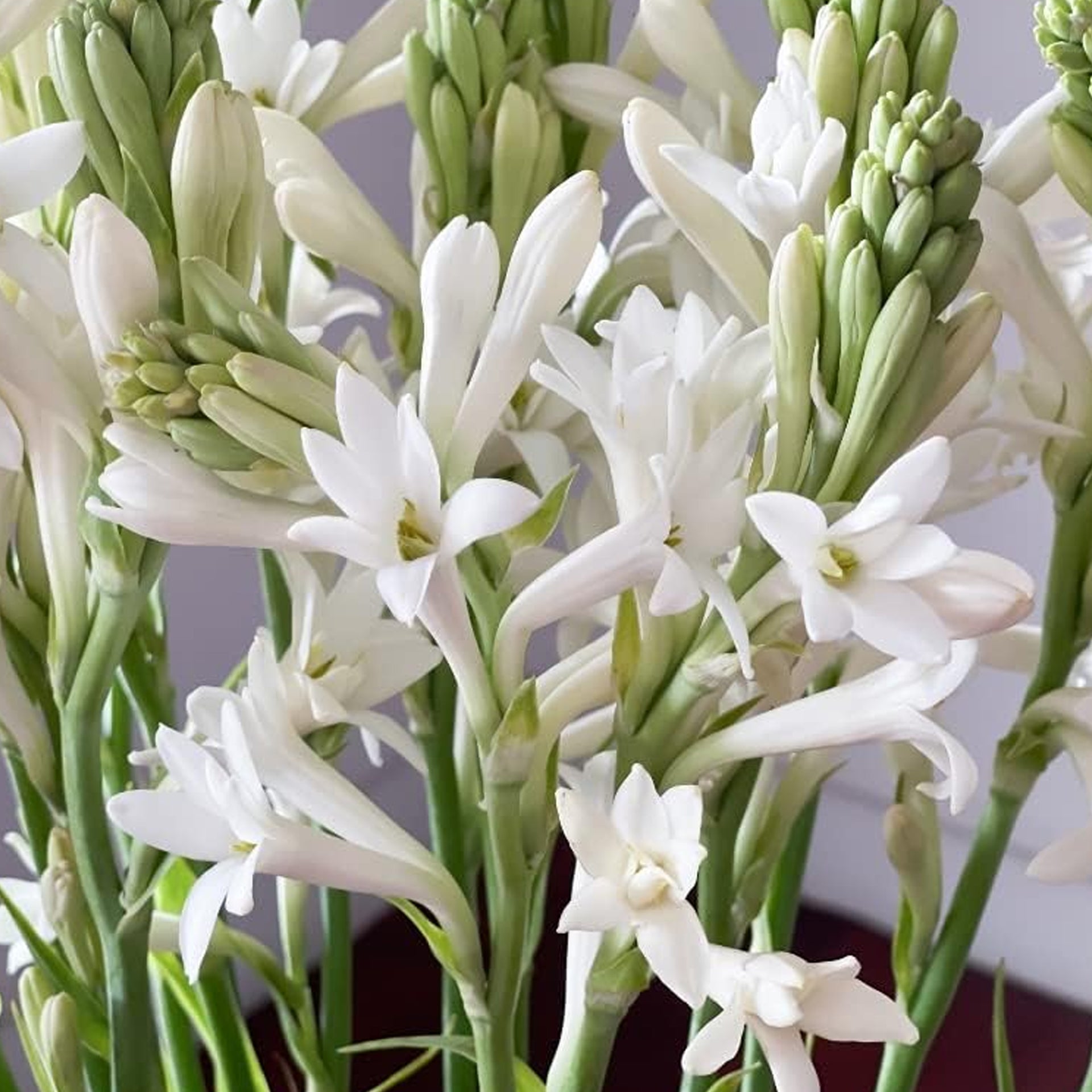 Tuberose
