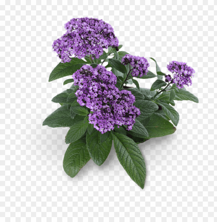 Heliotrope