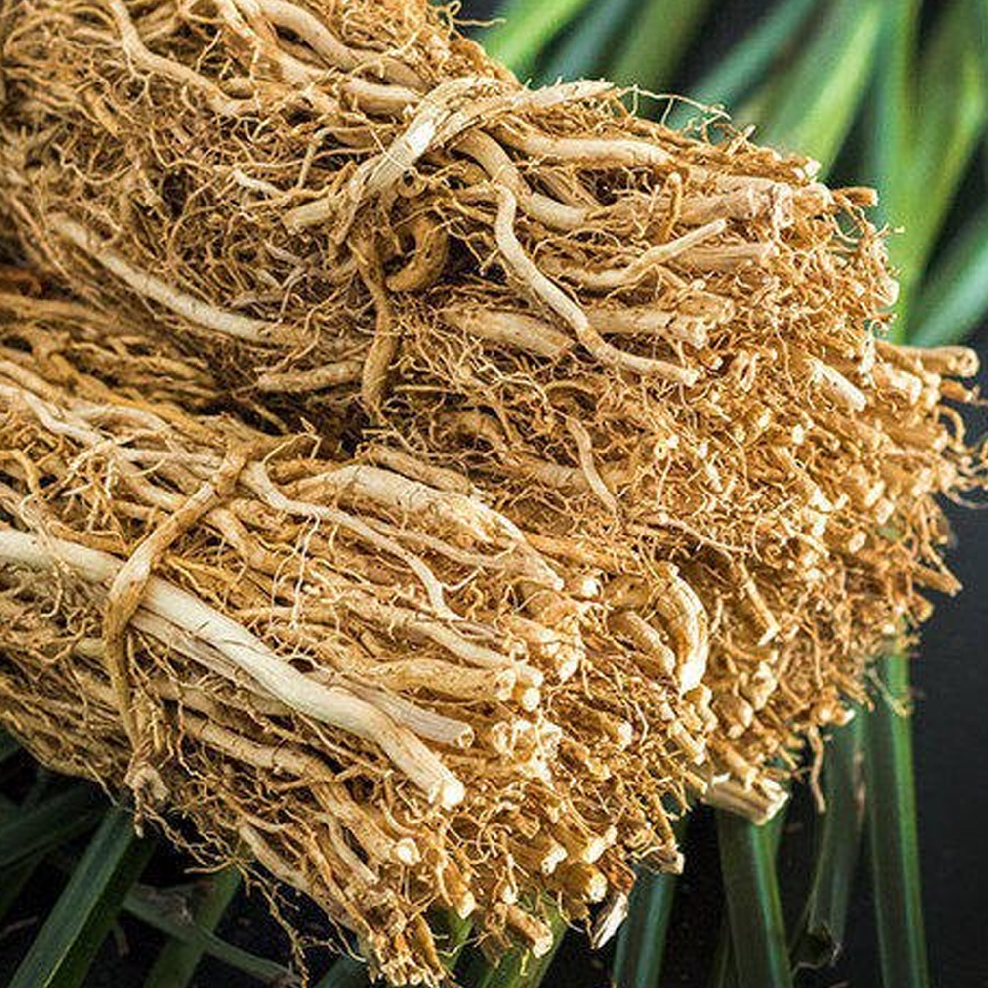 Haitian Vetiver