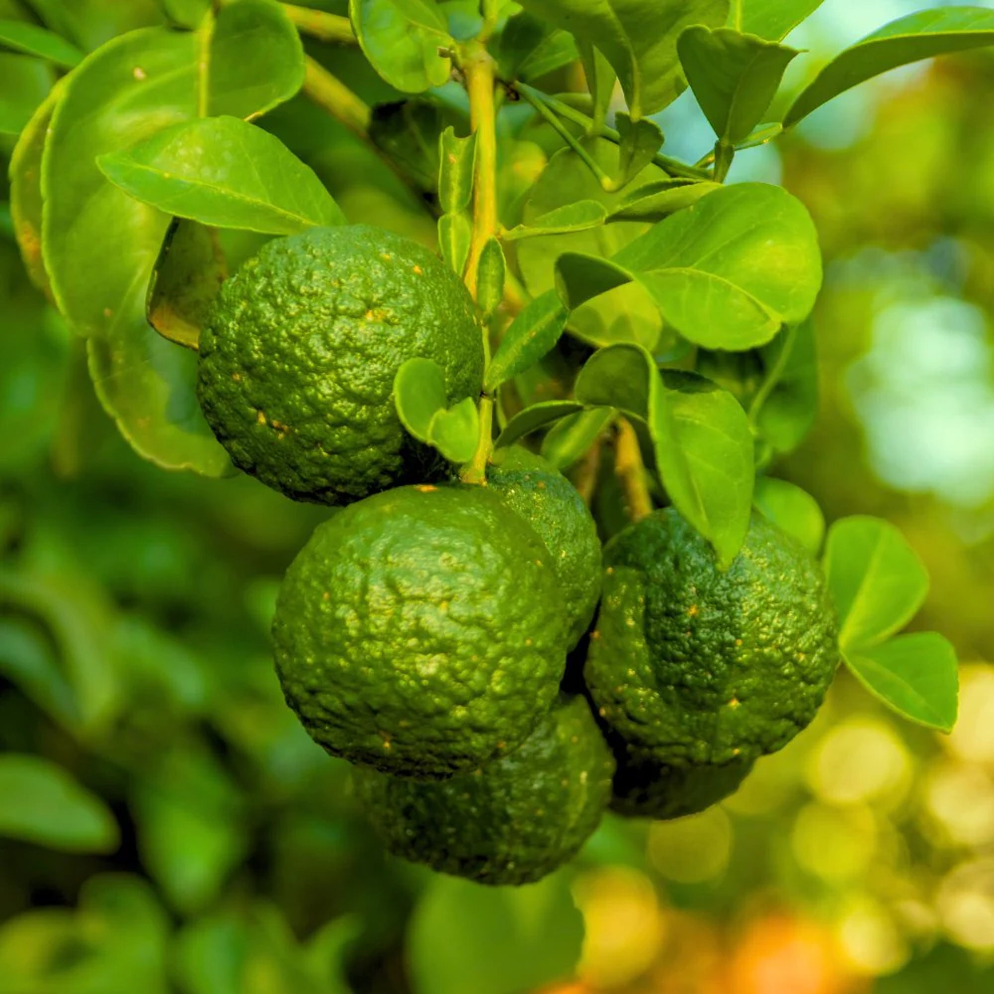 Italian Bergamot