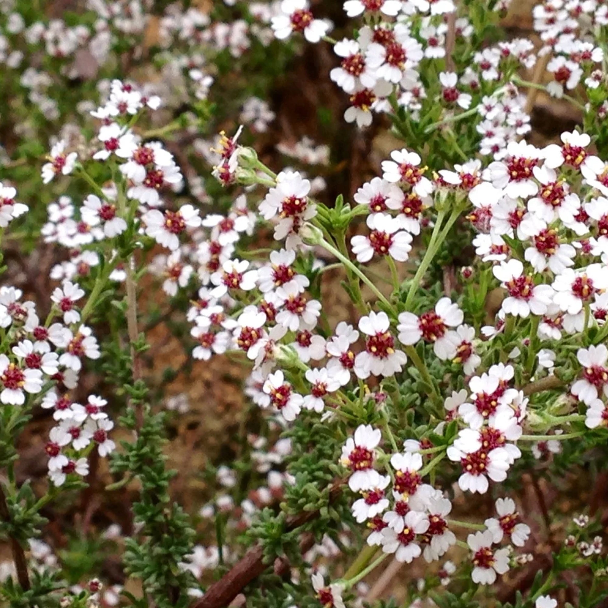 African Rosemary