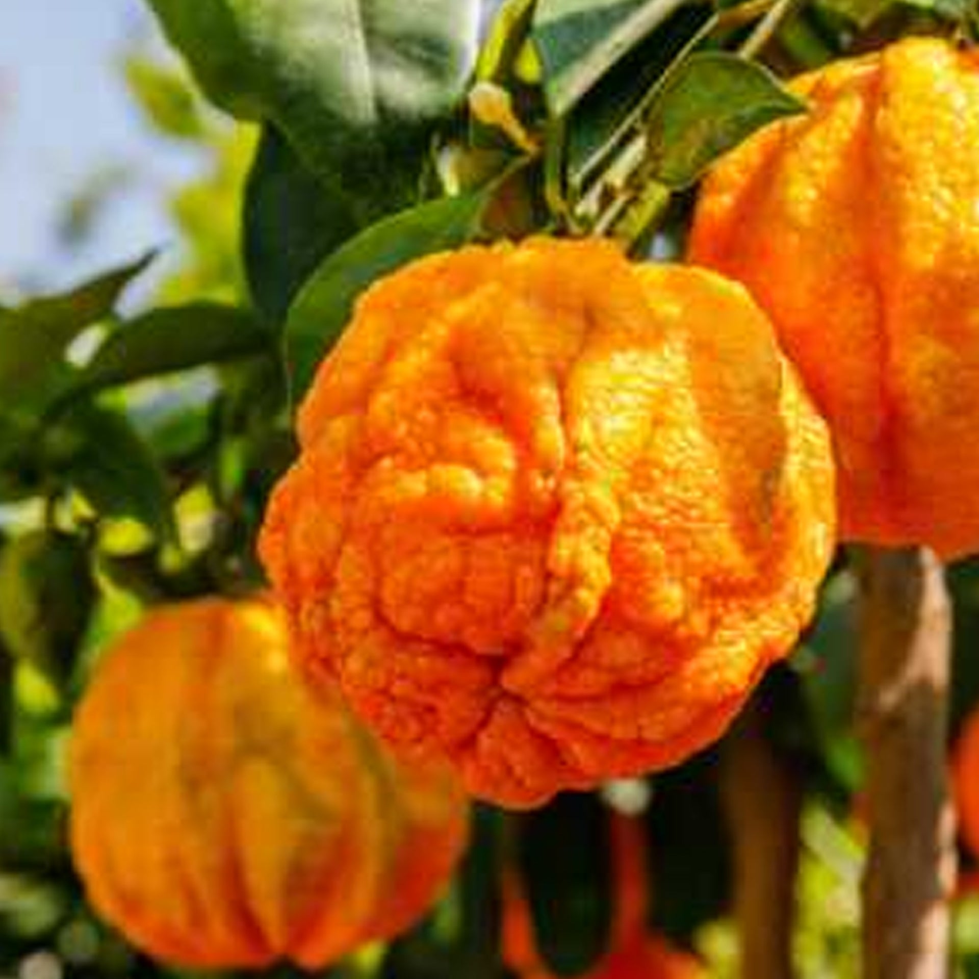 Bitter Orange