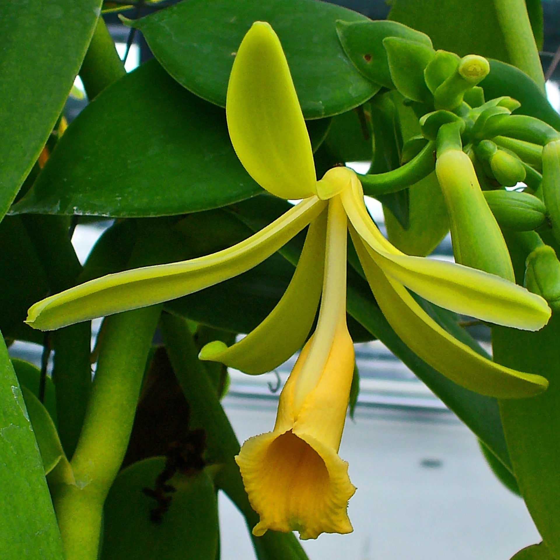 Madagascar Vanilla