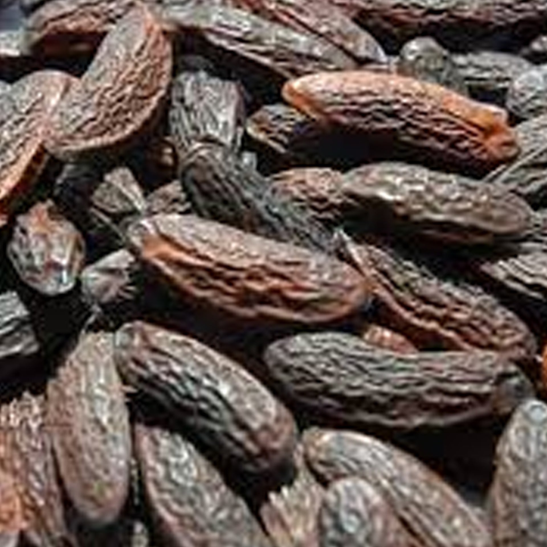 Tonka Bean