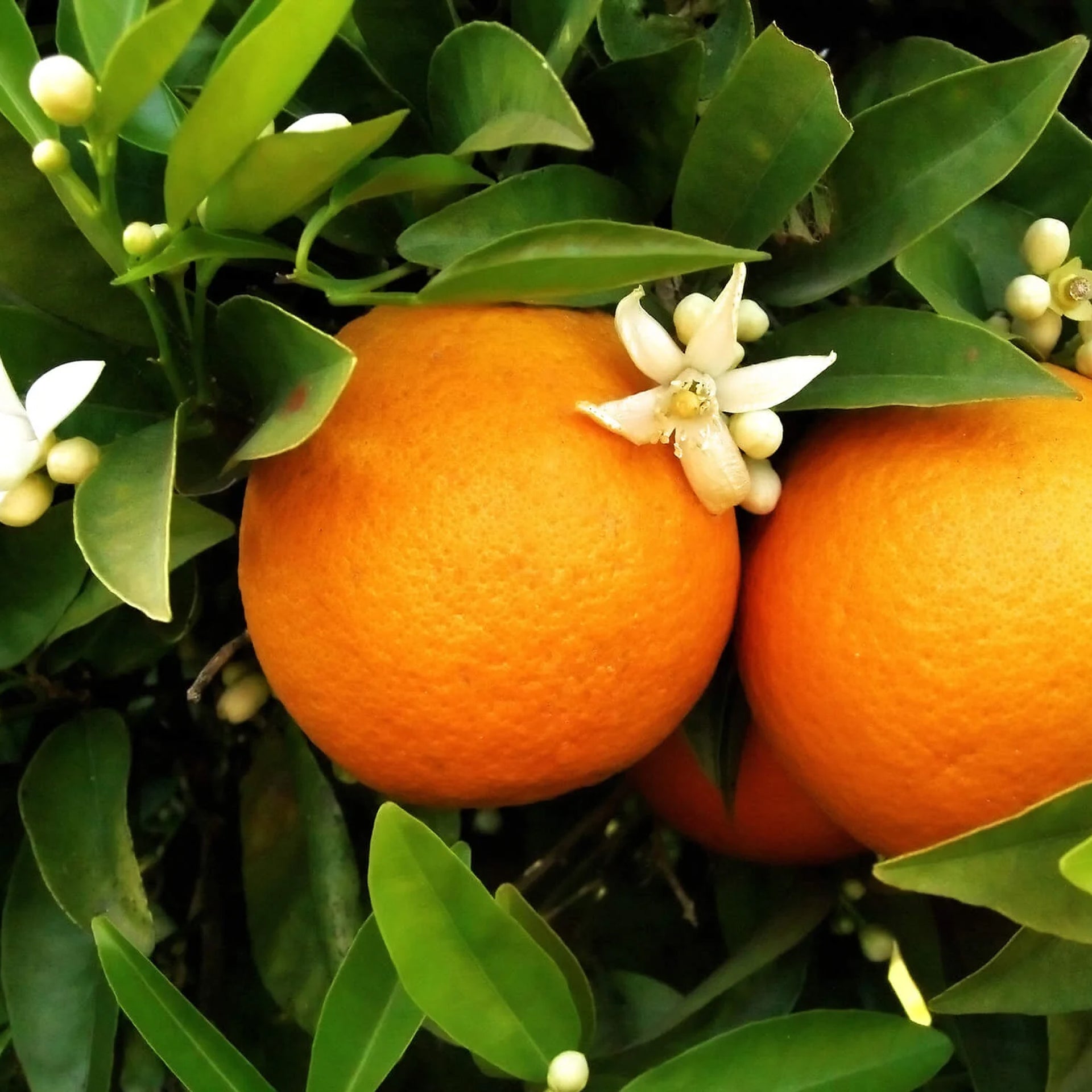 Tunisian Orange