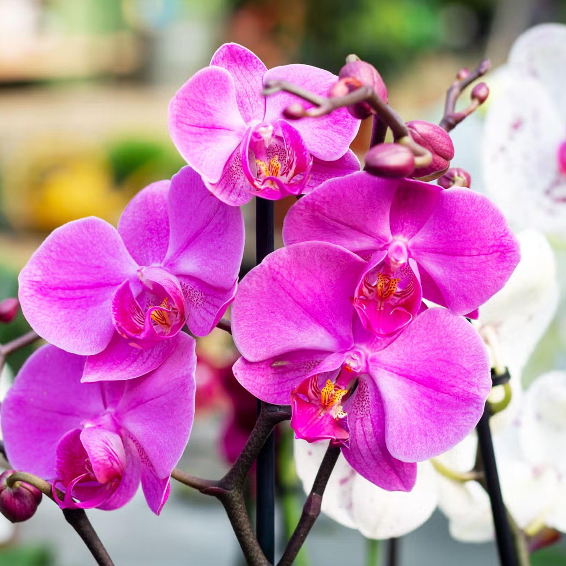 Orchid