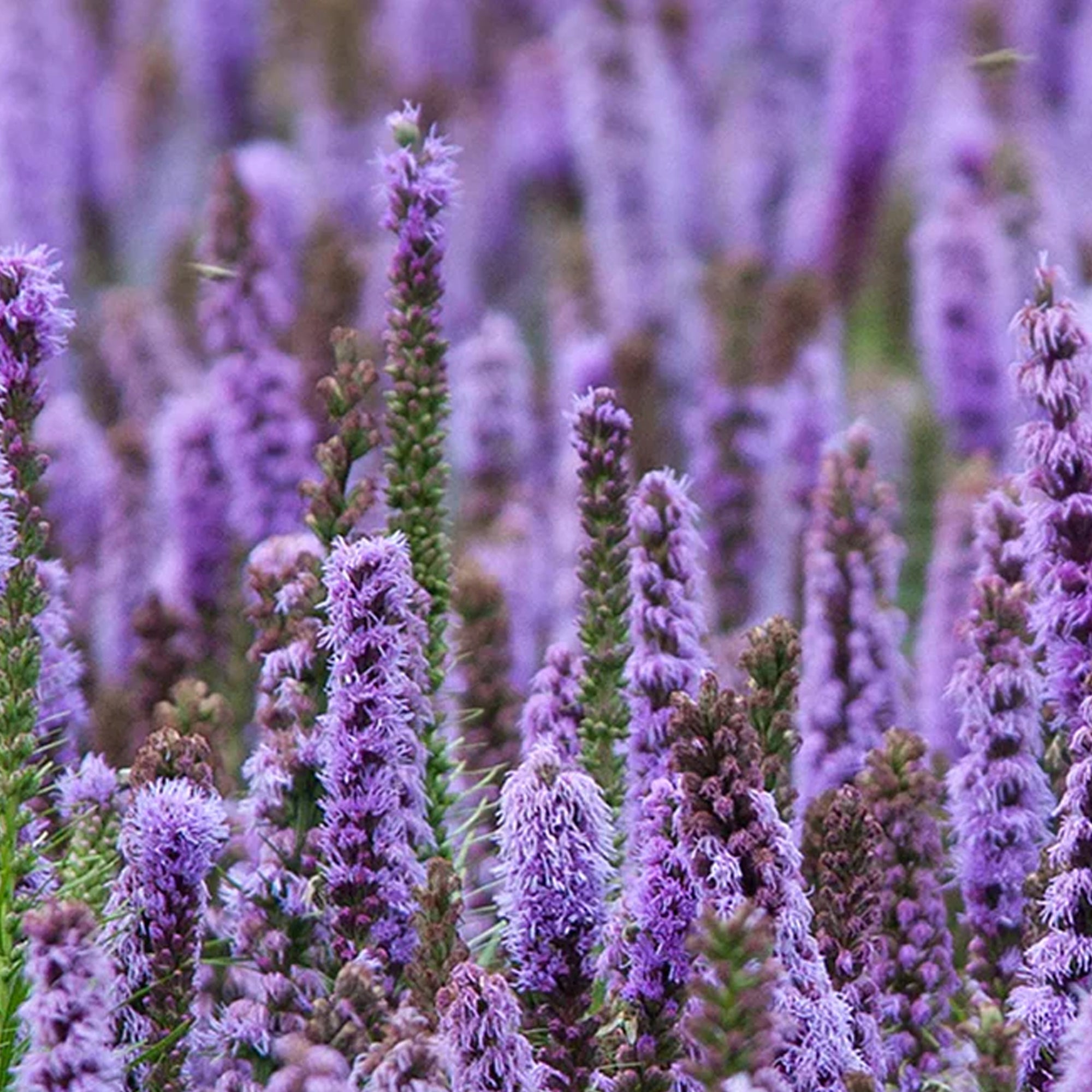 Patchouli