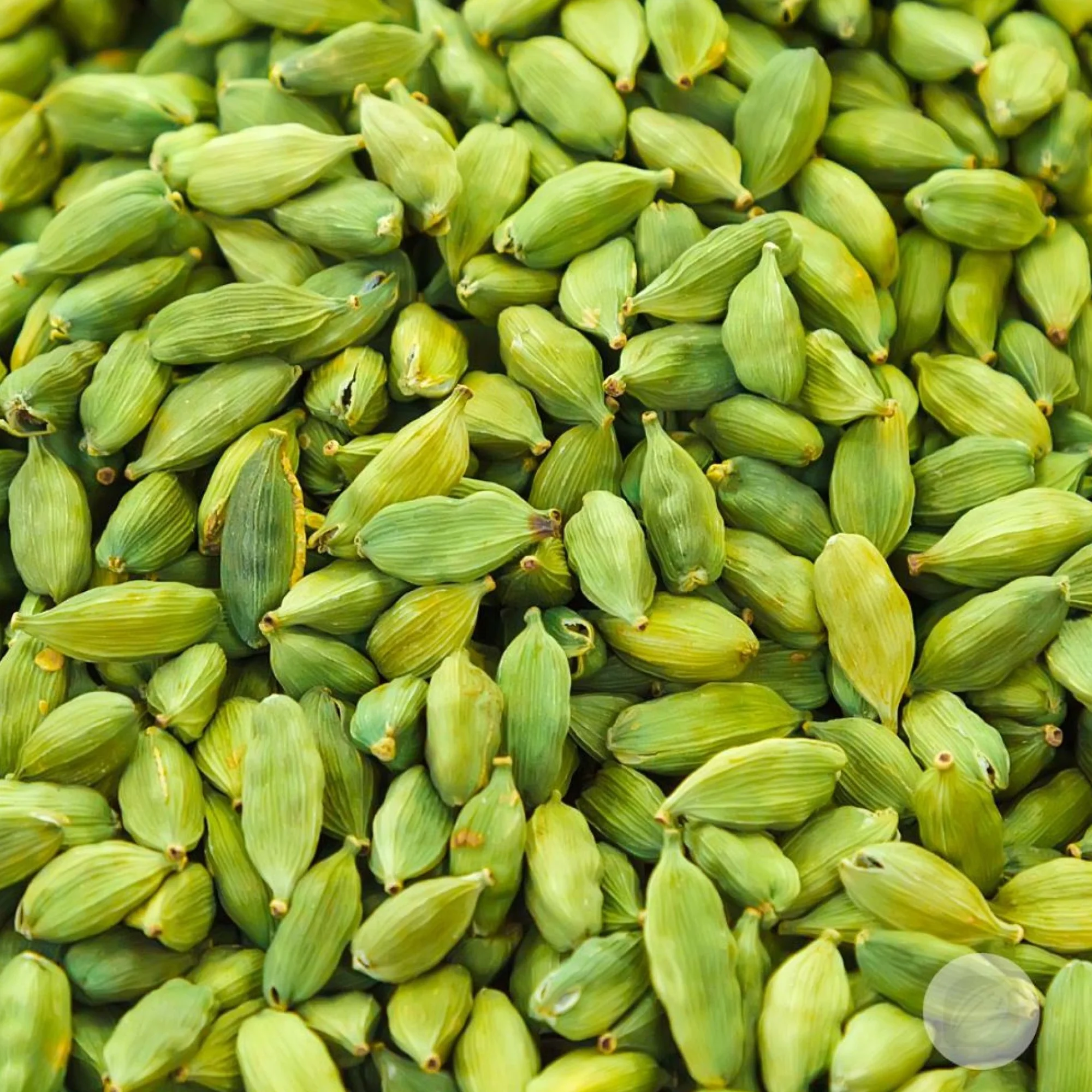 Cardamom
