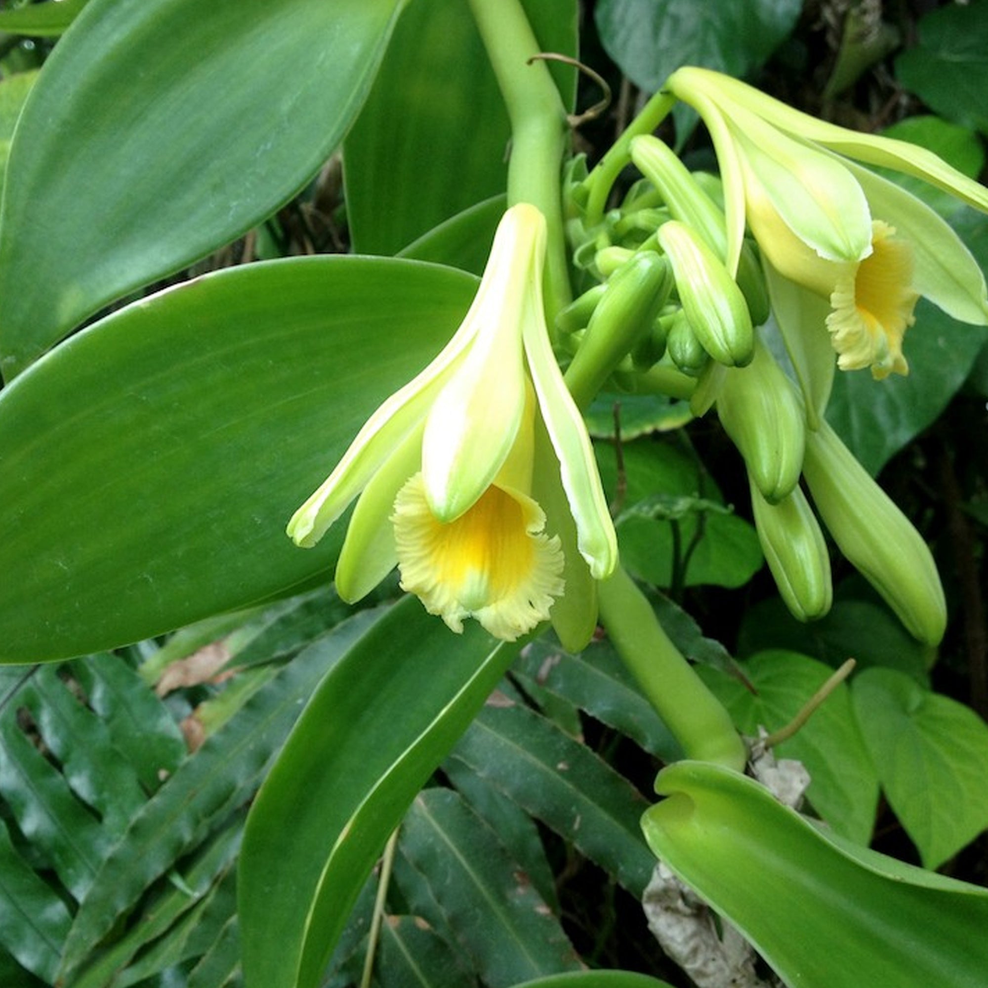 Vanilla