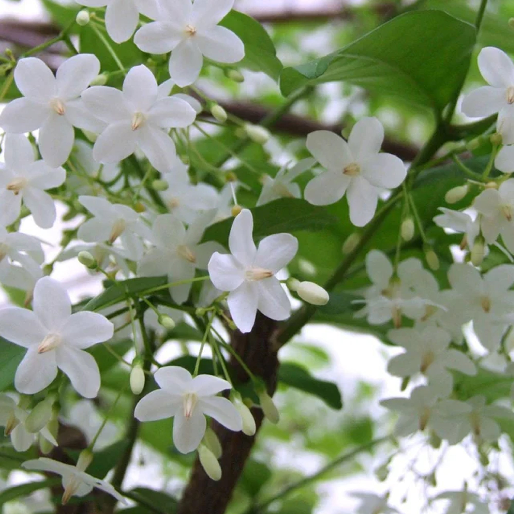 Jasmine