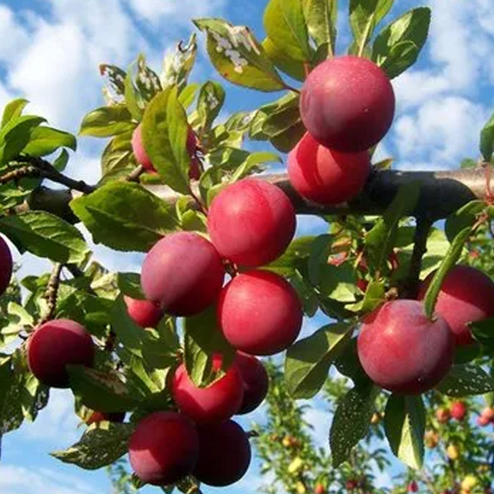 Plum