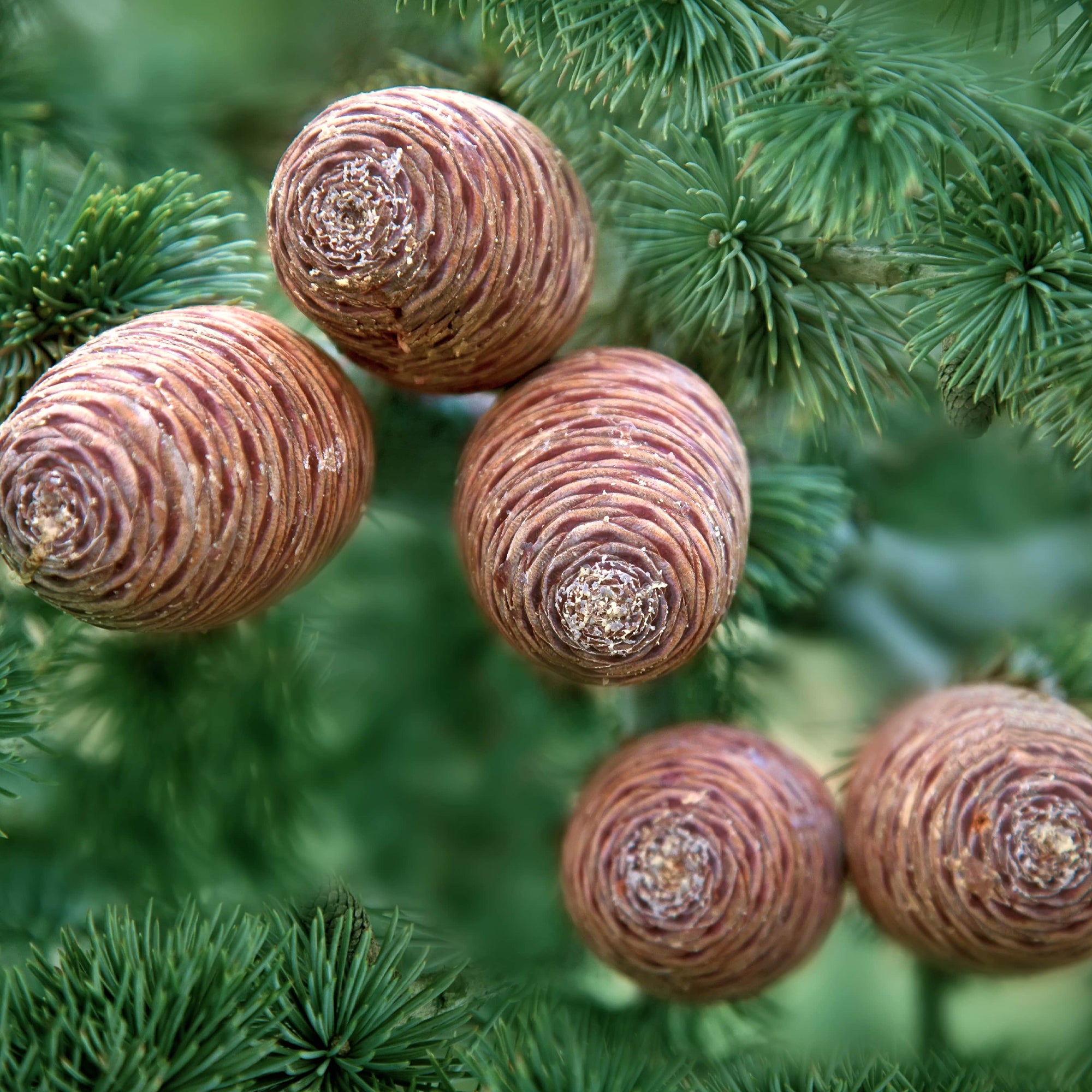 Cedarwood