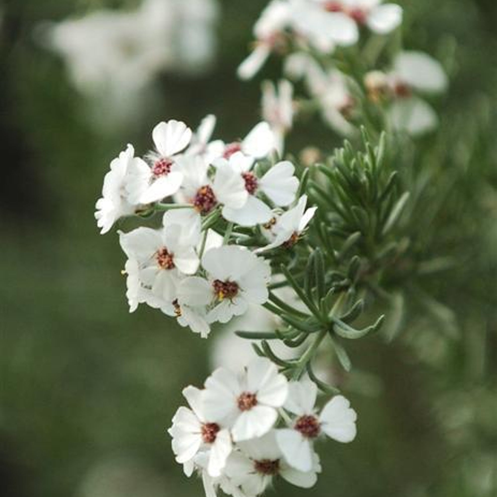 African Rosemary