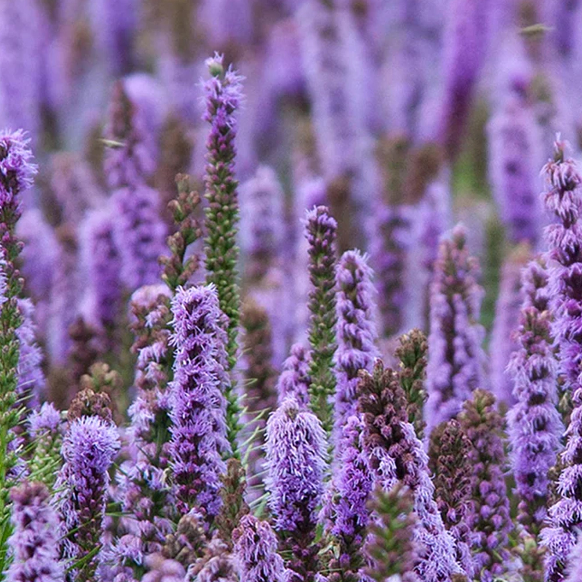 Patchouli