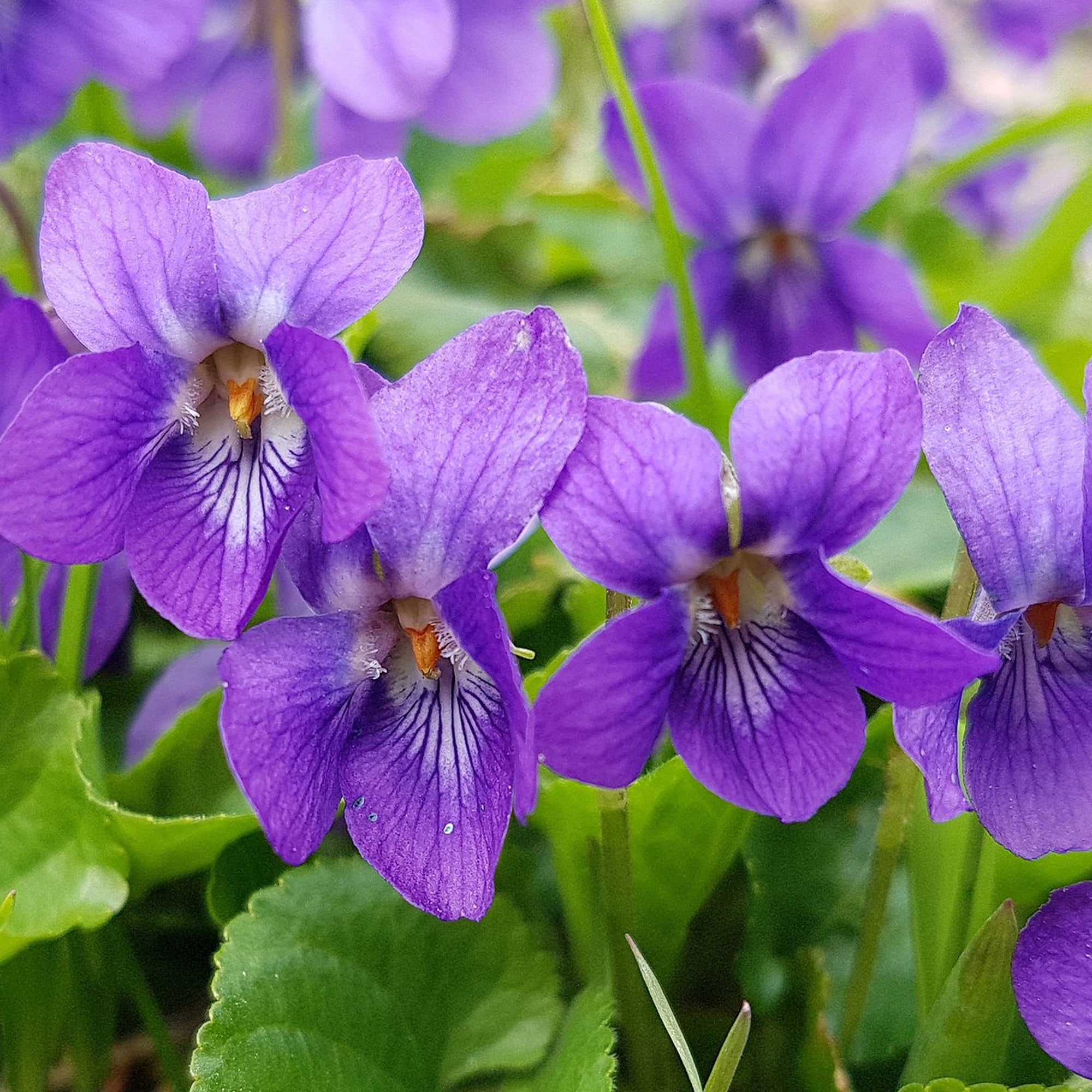 Violet