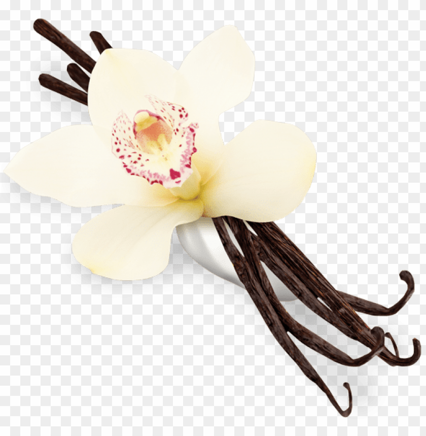 Vanilla Flower