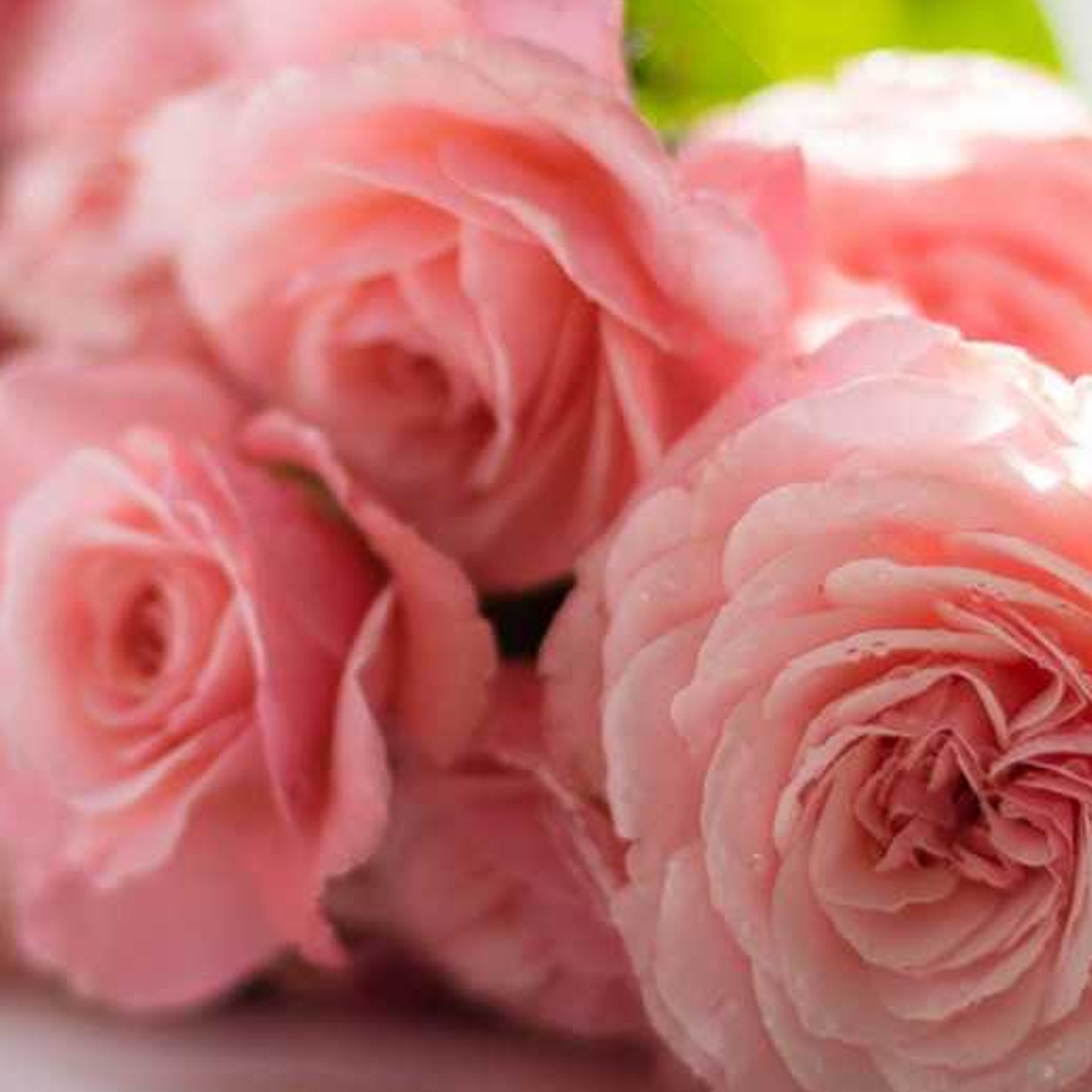Turkish Delight with Rose