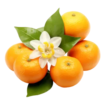 Orange Blossom